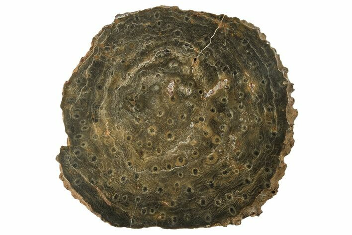 Polished Fossil Rugose Coral Slab - Morocco #259793